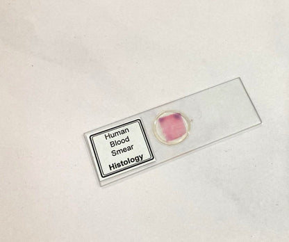 Human Blood Smear