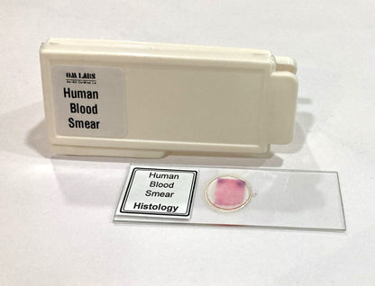 Human Blood Smear