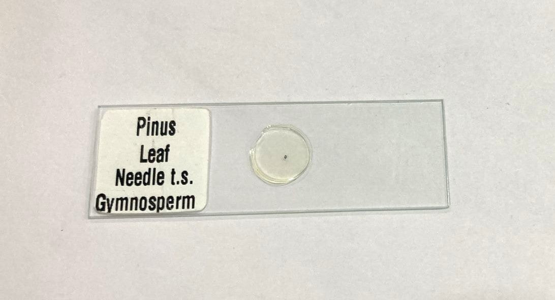 Pinus Leaf Needle T.S.