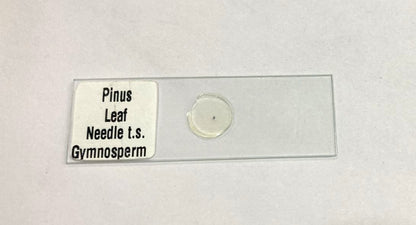 Pinus Leaf Needle T.S.