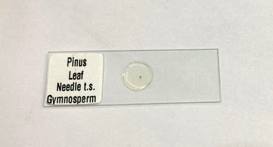 Pinus Leaf Needle T.S.
