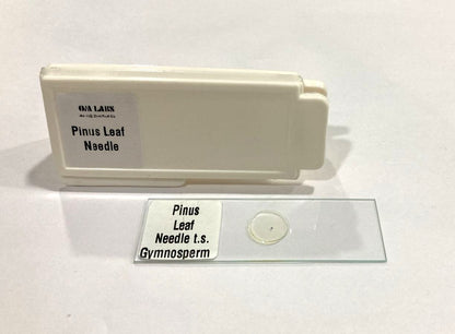 Pinus Leaf Needle T.S.