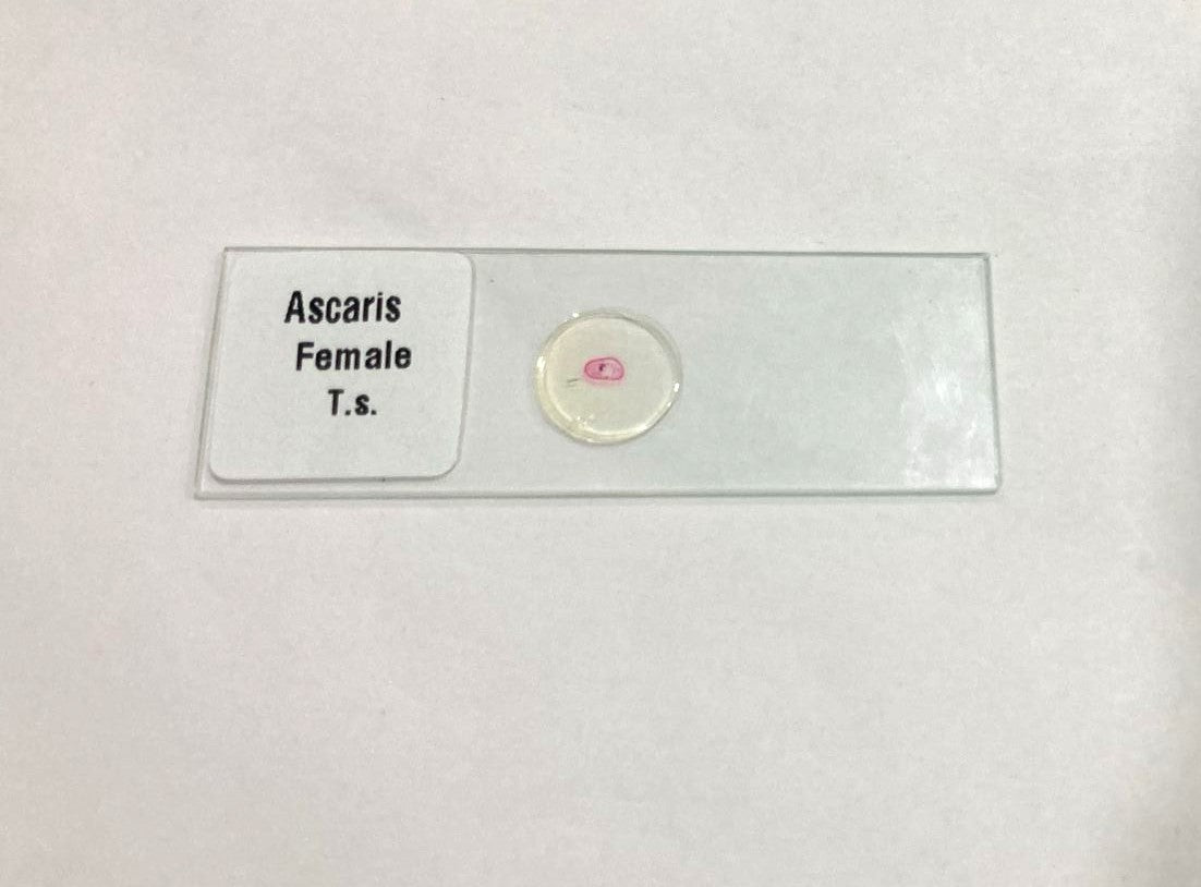 Ascaris Female T.S Slide Set
