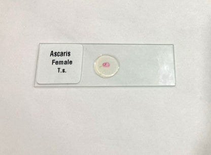 Ascaris Female T.S Slide Set