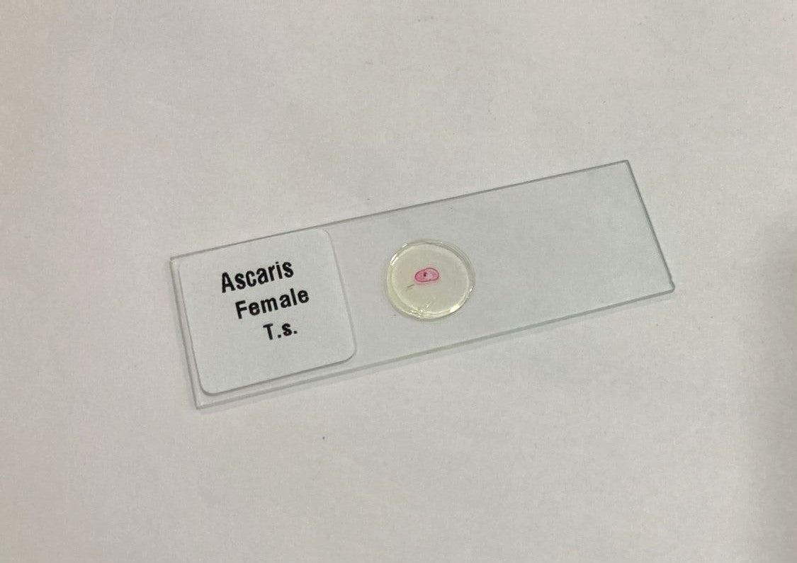 Ascaris Female T.S Slide Set