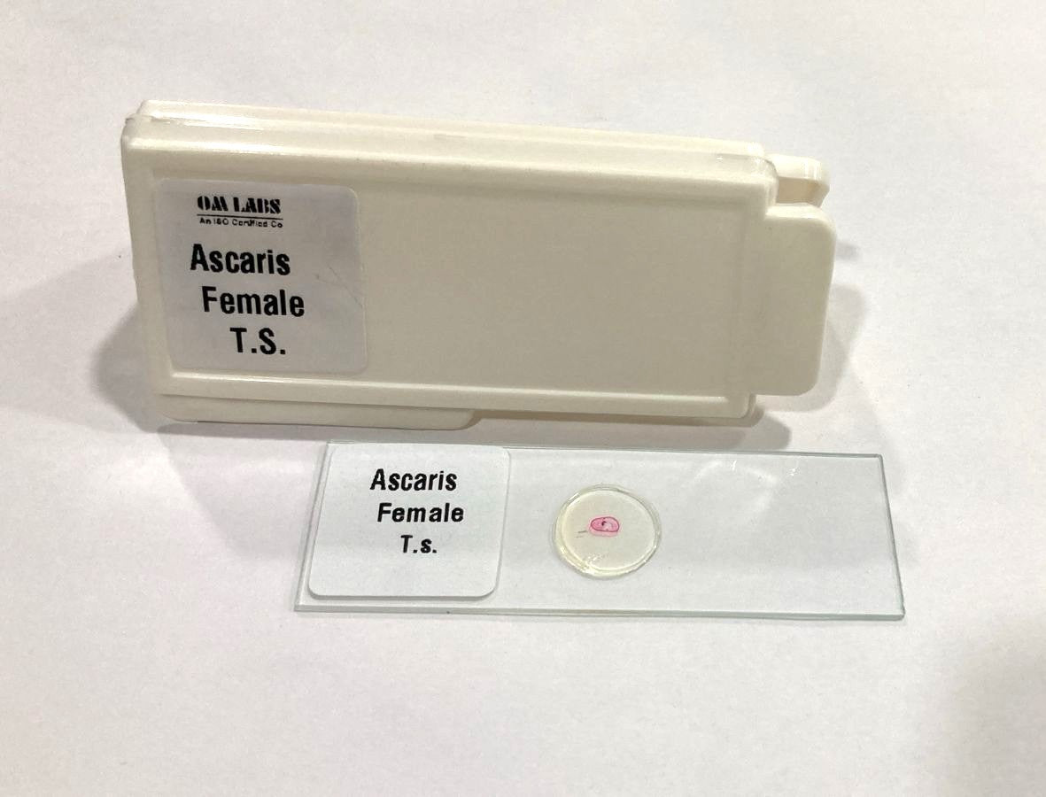 Ascaris Female T.S Slide Set