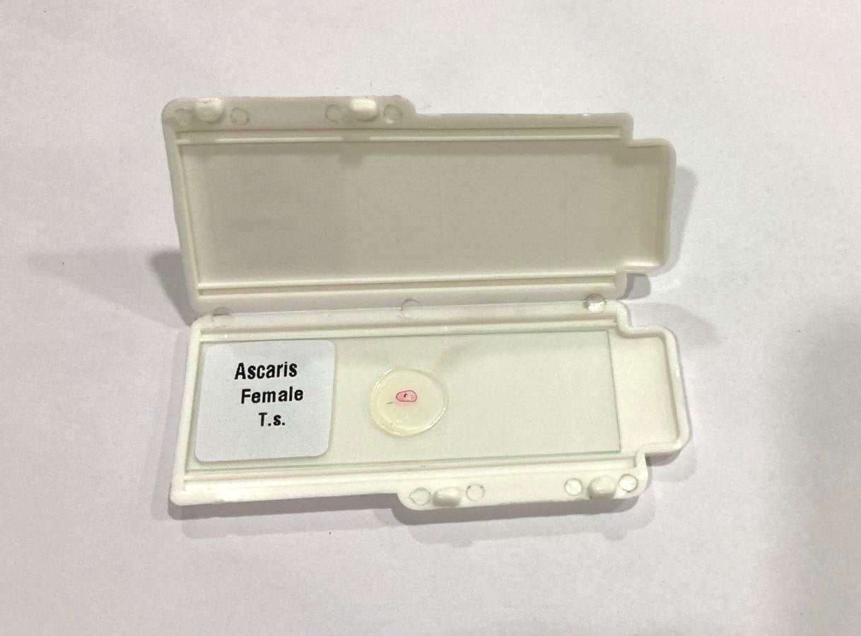 Ascaris Female T.S Slide Set