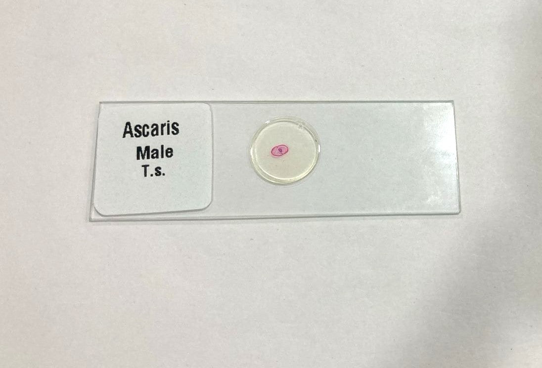 Ascaris Male T.S Slide Set