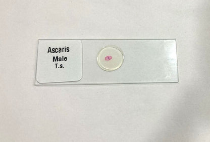 Ascaris Male T.S Slide Set