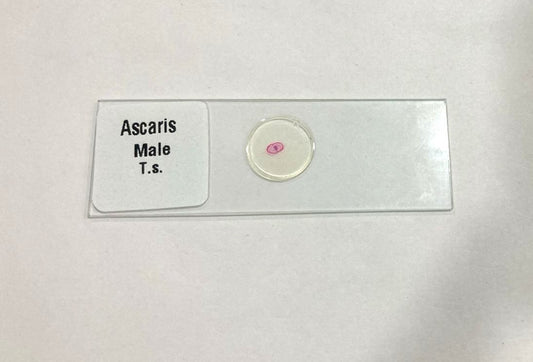 Ascaris Male T.S Slide Set