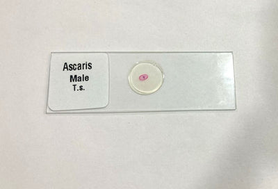 Ascaris Male T.S Slide Set