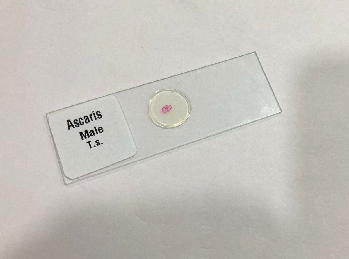 Ascaris Male T.S Slide Set