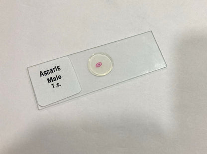 Ascaris Male T.S Slide Set