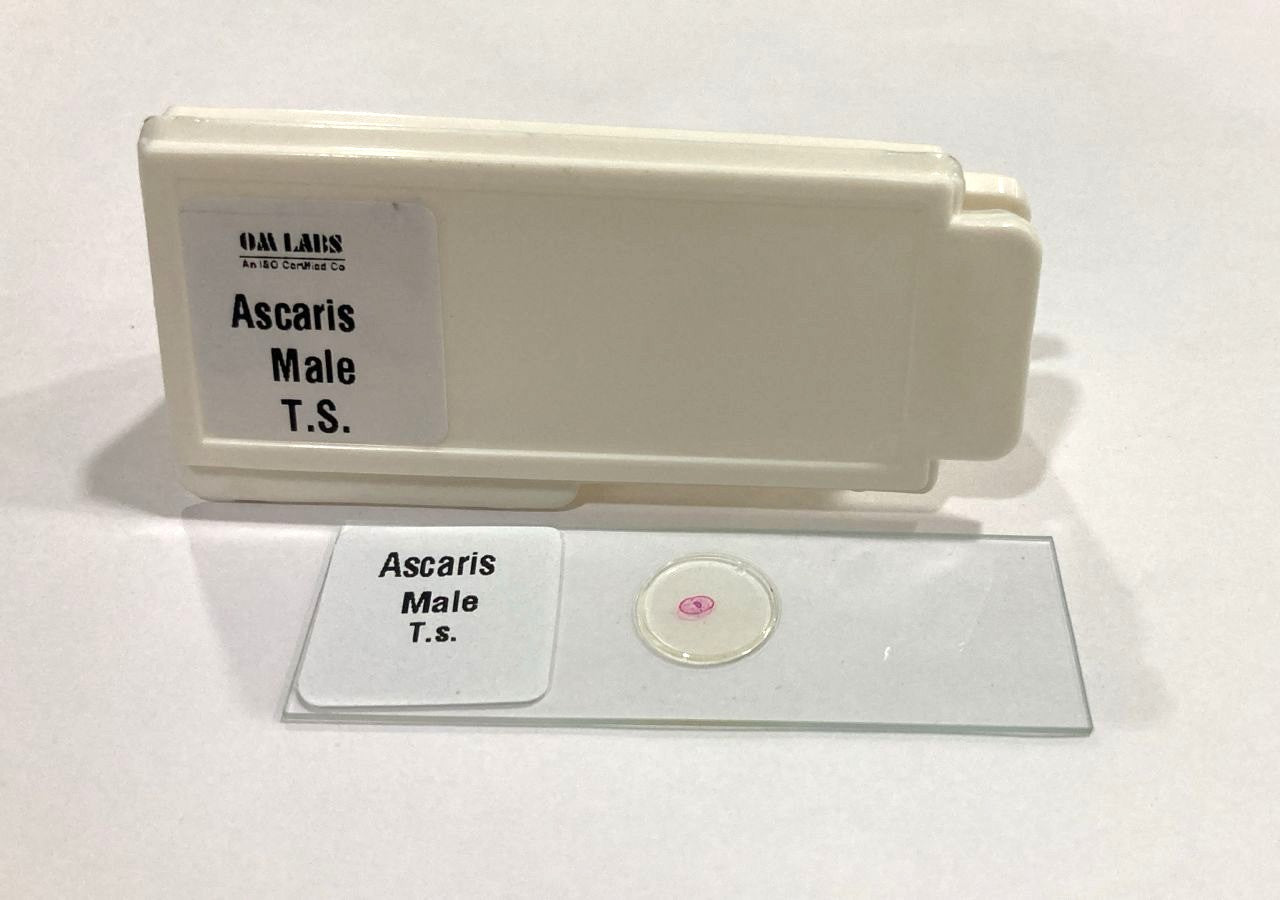 Ascaris Male T.S Slide Set