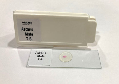 Ascaris Male T.S Slide Set