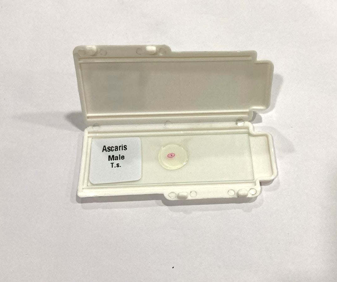 Ascaris Male T.S Slide Set