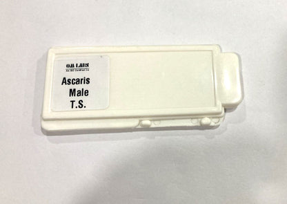 Ascaris Male T.S Slide Set