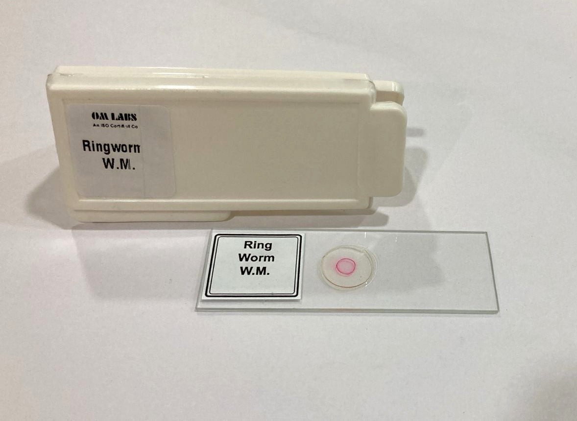 Ringworm Prepared Microscope Slide