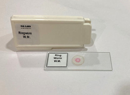 Ringworm Prepared Microscope Slide