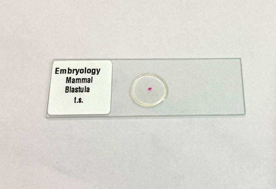 Mammal Blastula T.S Slides