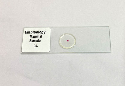 Mammal Blastula T.S Slides