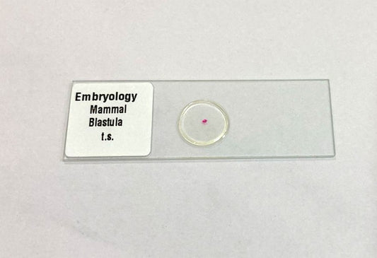 Mammal Blastula T.S Slides