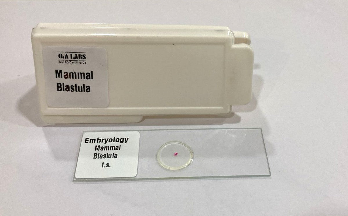 Mammal Blastula T.S Slides