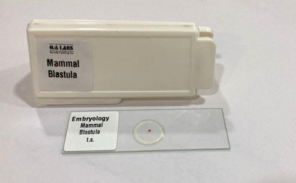 Mammal Blastula T.S Slides