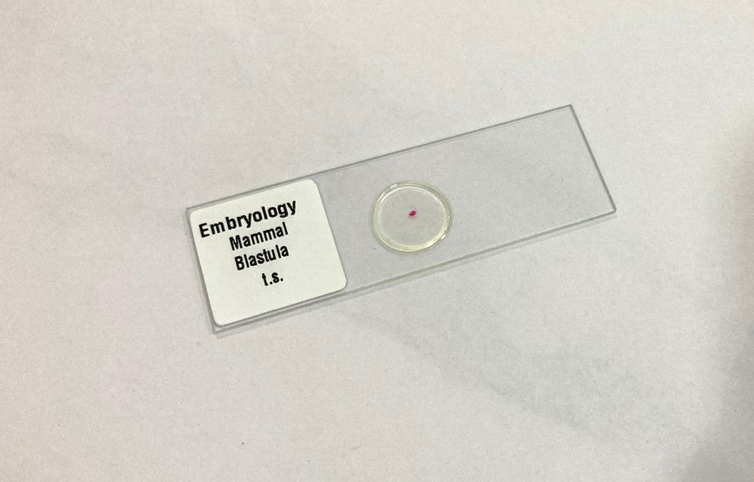 Mammal Blastula T.S Slides