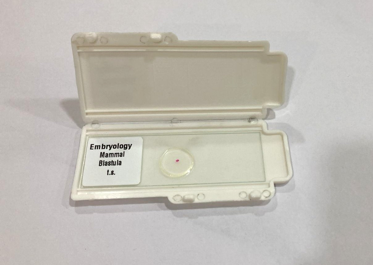 Mammal Blastula T.S Slides