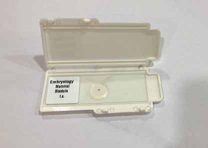 Mammal Blastula T.S Slides
