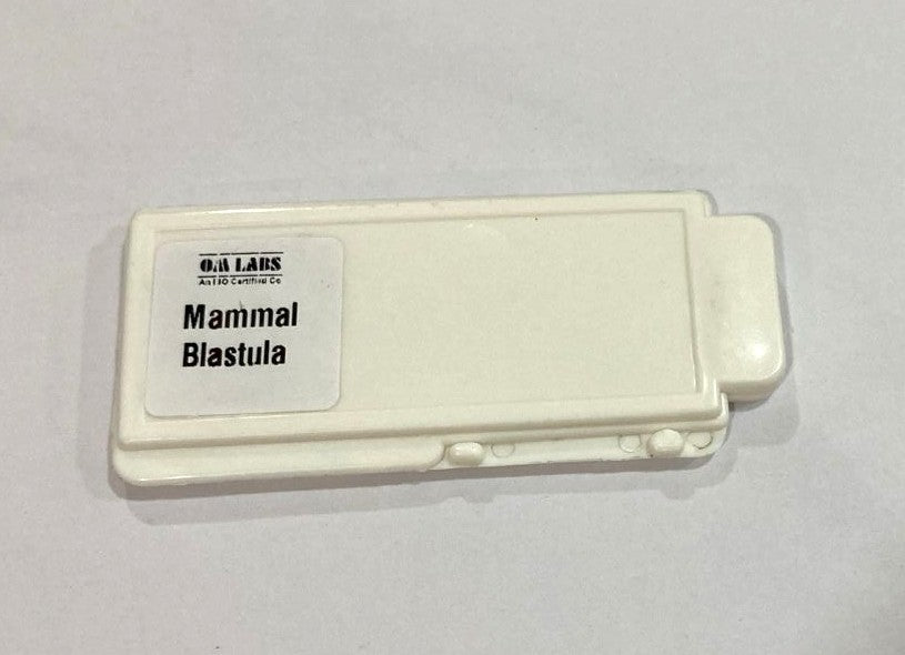 Mammal Blastula T.S Slides