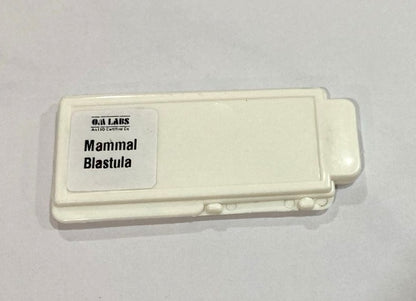 Mammal Blastula T.S Slides