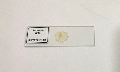 Amoeba Protozoa W.M Slides