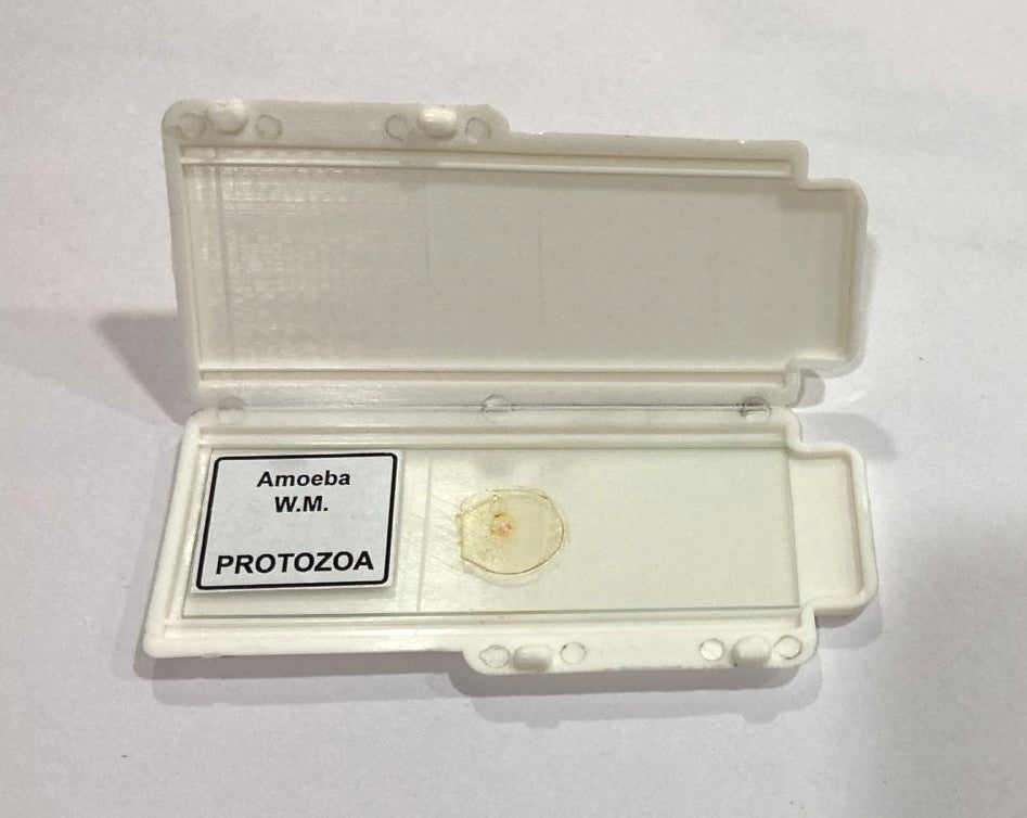 Amoeba Protozoa W.M Slides
