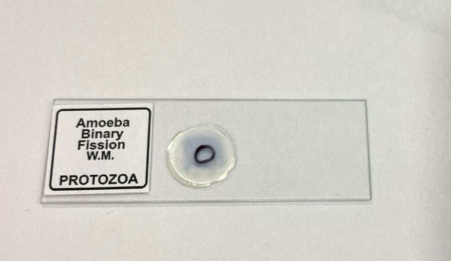 Amoeba Binary Fission Slide