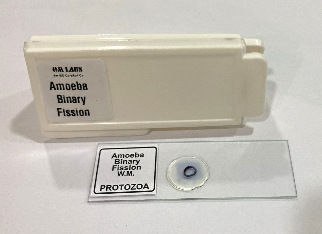 Amoeba Binary Fission Slide