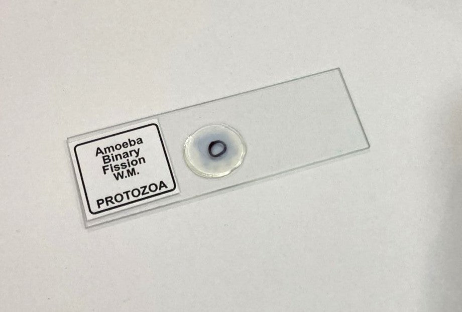 Amoeba Binary Fission Slide