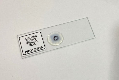 Amoeba Binary Fission Slide