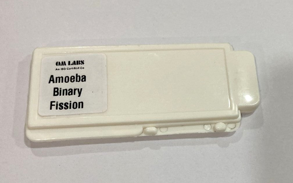 Amoeba Binary Fission Slide