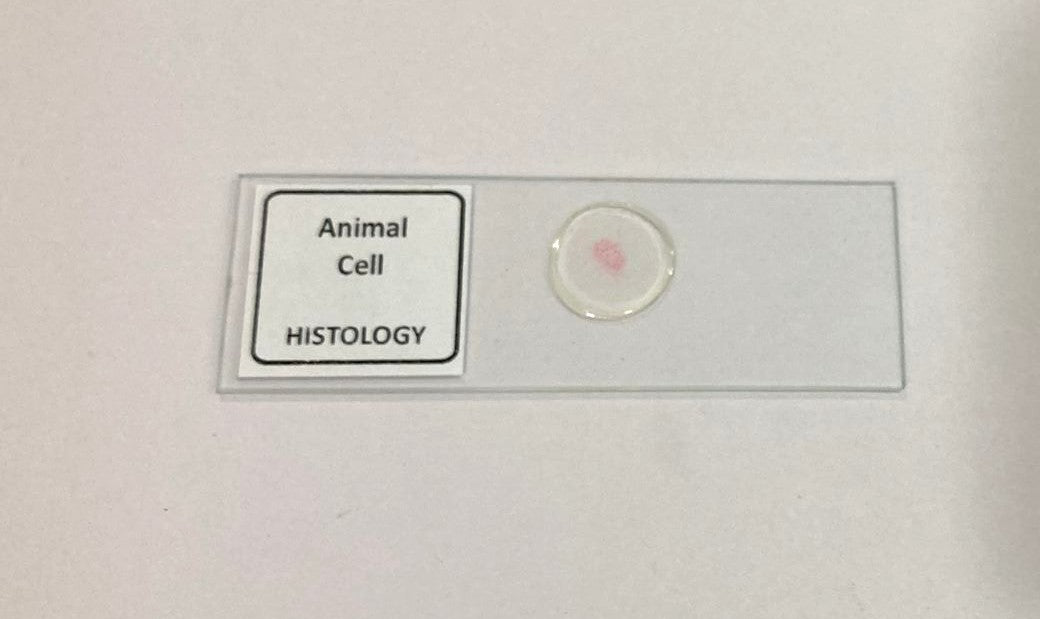 Animal Cell Prepared Microscope Slide