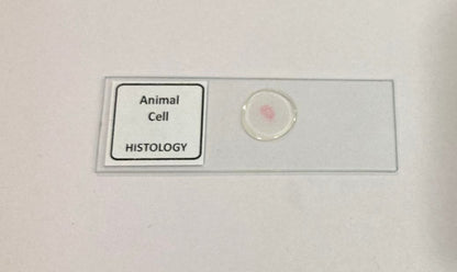 Animal Cell Prepared Microscope Slide
