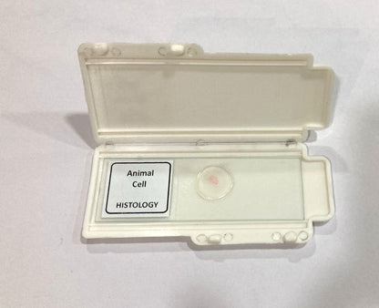 Animal Cell Prepared Microscope Slide