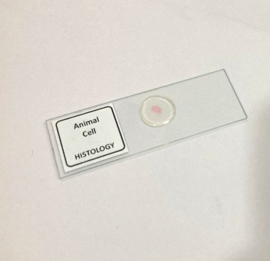 Animal Cell Prepared Microscope Slide