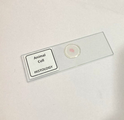 Animal Cell Prepared Microscope Slide