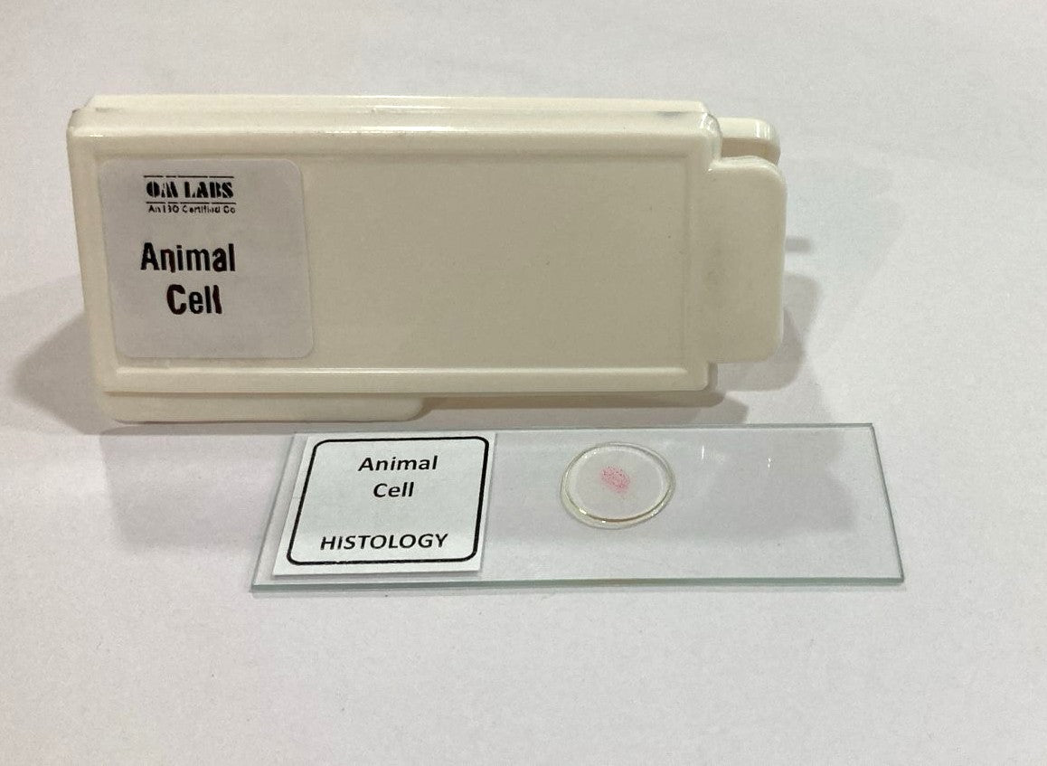 Animal Cell Prepared Microscope Slide