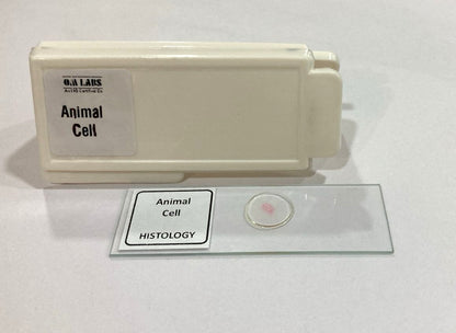 Animal Cell Prepared Microscope Slide