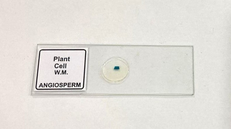 Plant Cell Prepared Microscope Slide