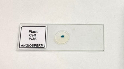 Plant Cell Prepared Microscope Slide