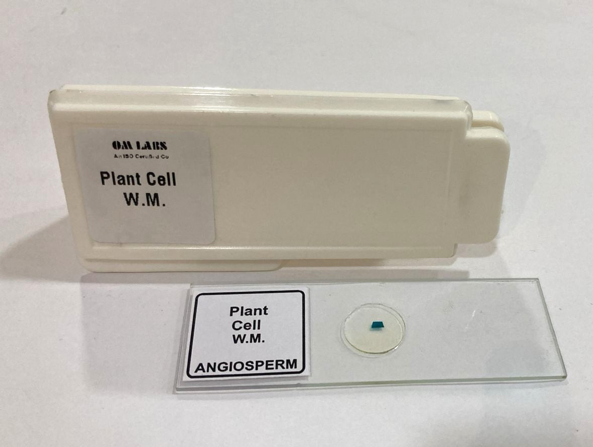 Plant Cell Prepared Microscope Slide
